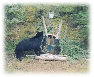 Black bear sniffing around