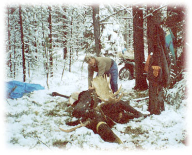 Hunter preparing moose for transportation